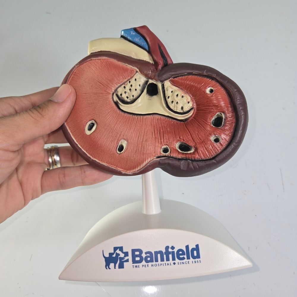 Educational Kidney Anatomical Model Banfield‎ Pet Hospital Medical Teaching Aid